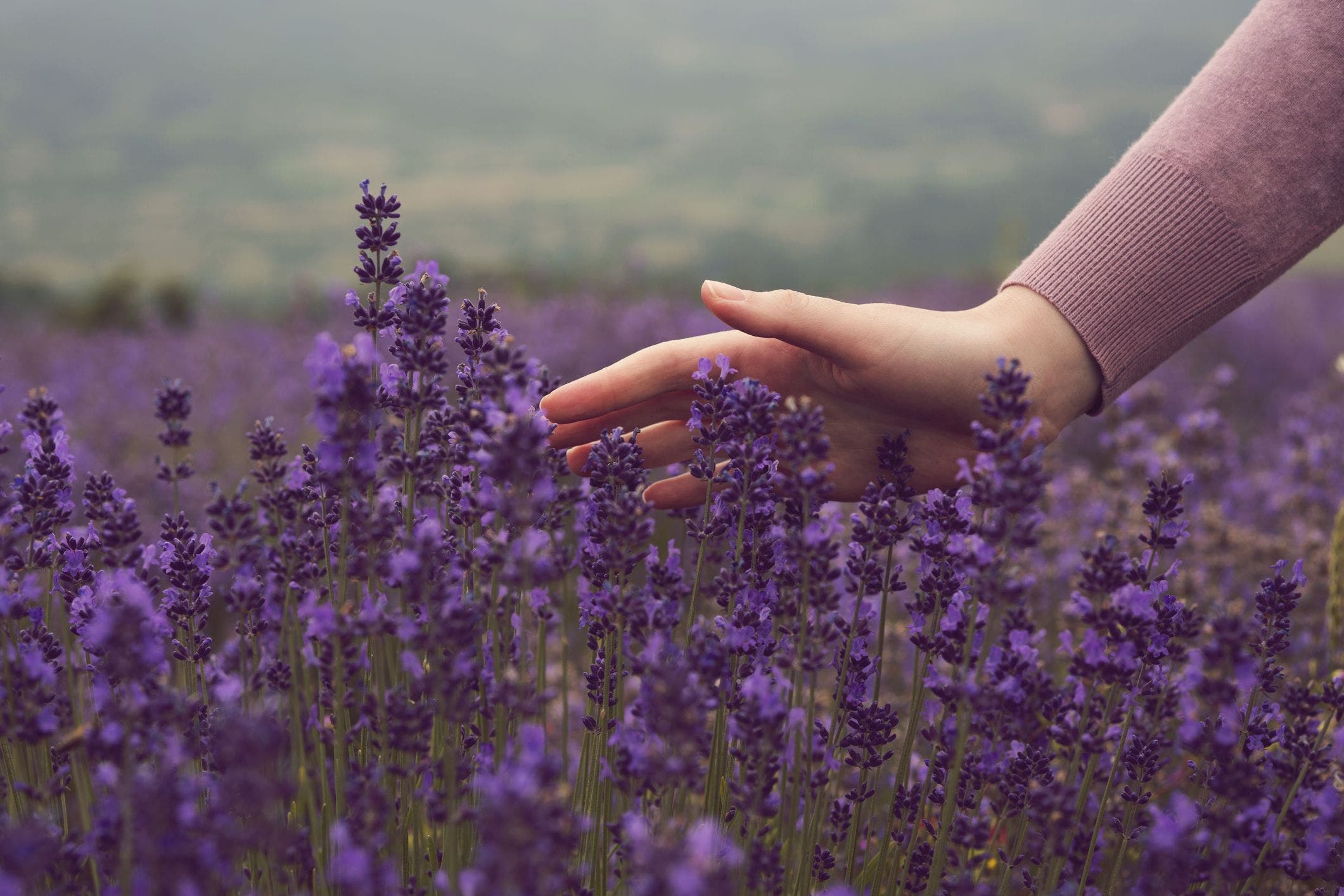 Saiba quais são os principais benefícios da lavanda