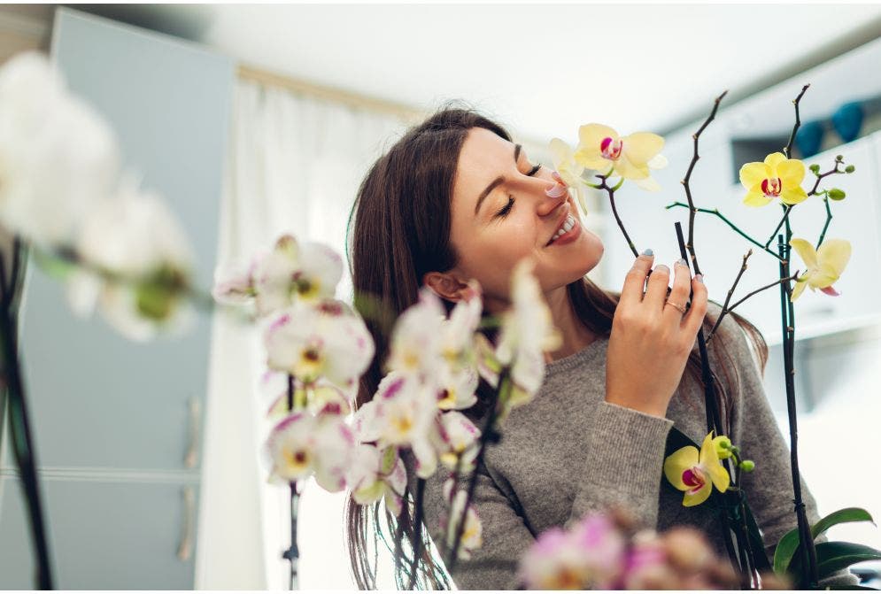 Conheça as 6 principais flores brasileiras e como usá-las