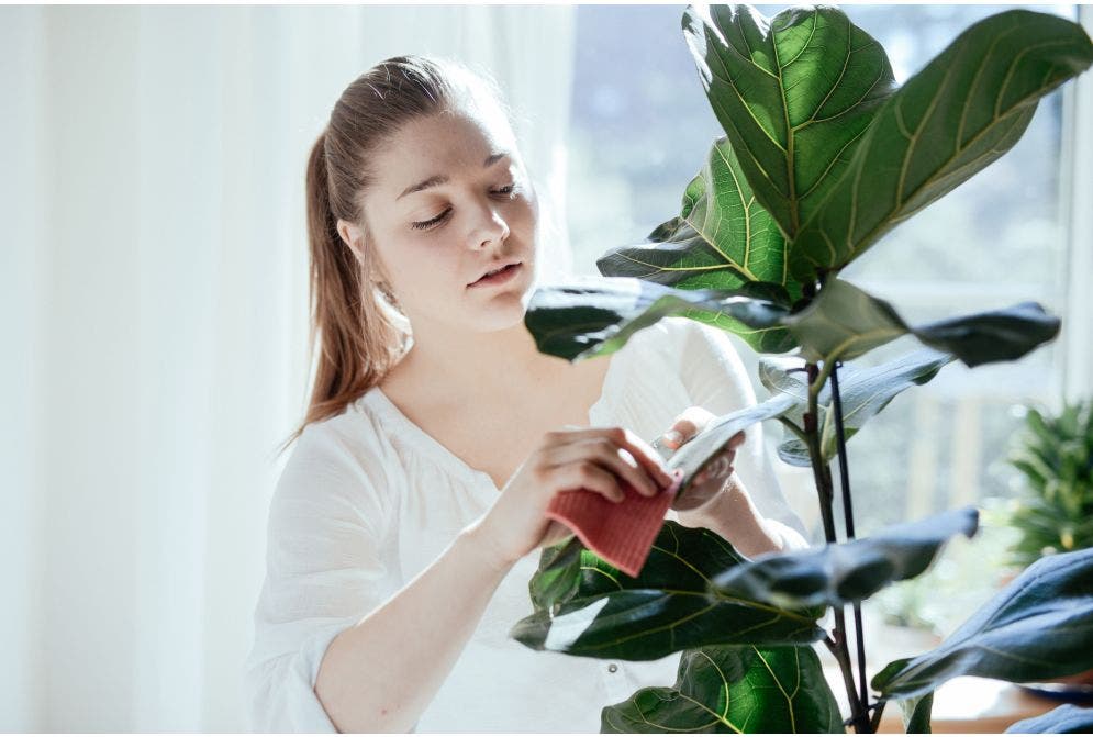 Conheça as plantas mais indicadas para energizar o ambiente