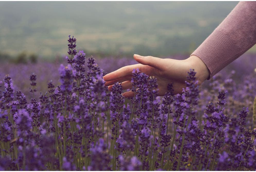 Saiba quais são os principais benefícios da lavanda