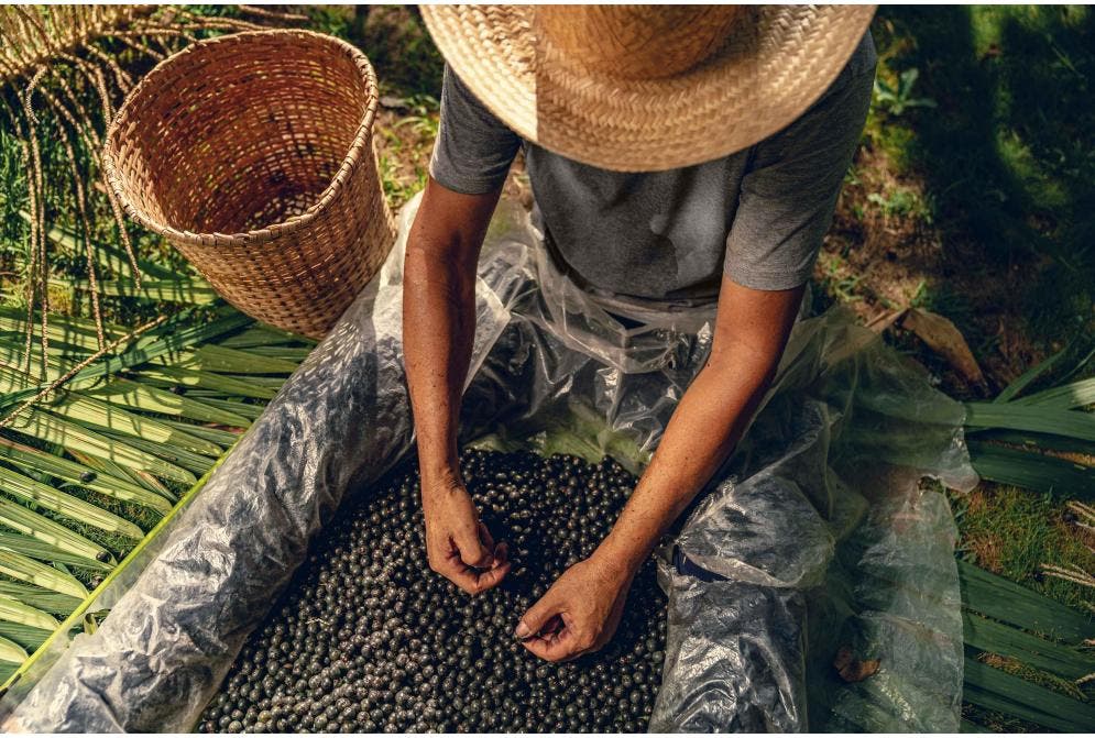 Ingredientes naturais na perfumaria brasileira da Phebo