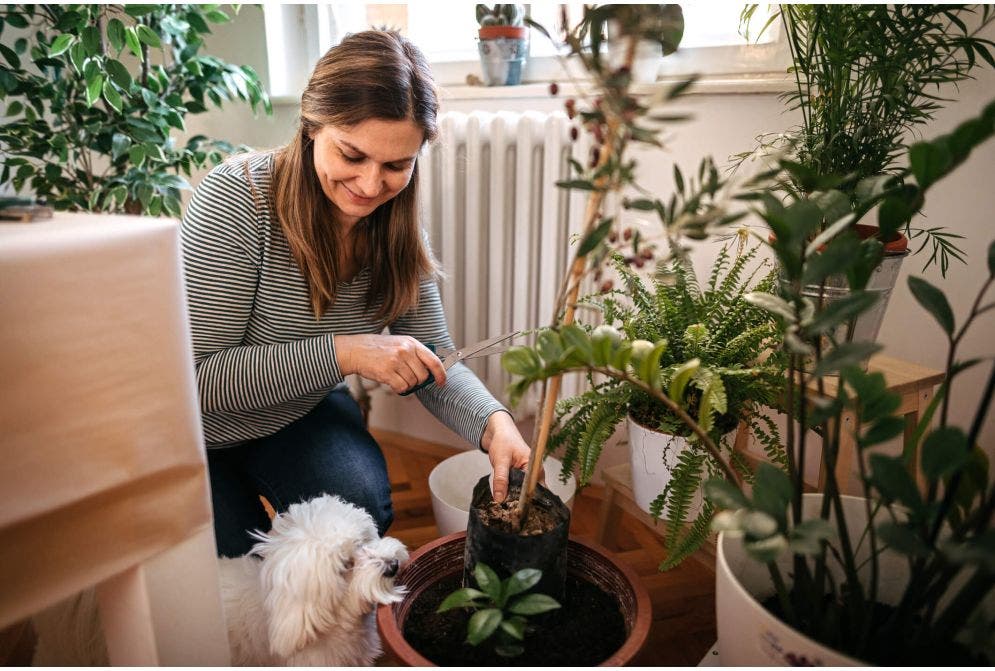 5 plantas tóxicas para o pet e 5 com as quais você não precisa se preocupar